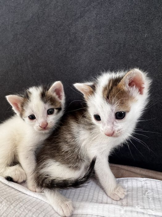 Кошка шатланский