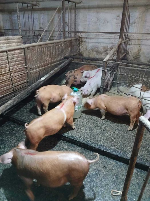 Продавам малки прасета