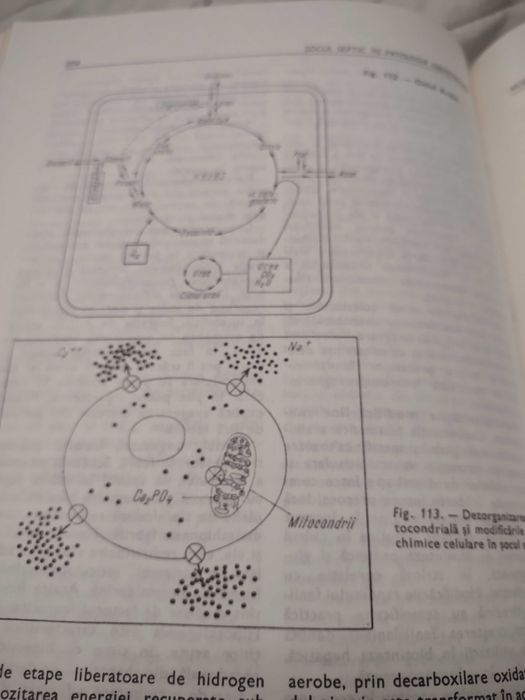 Infecția in obstretică și ginecologie