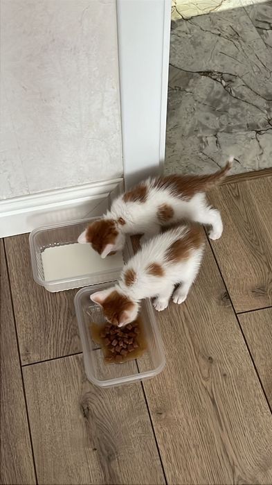 Ұрғашы қыз Мысық беремін, тегін беремін