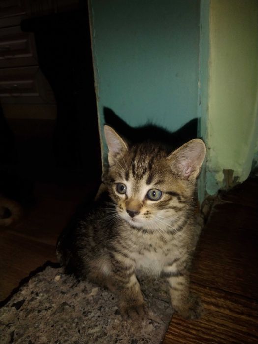 Отдам котят в добрые руки