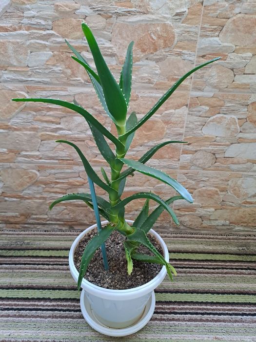 Лечебно алое вера за прозореца или терасата