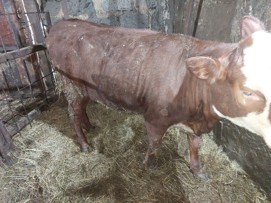 Продам телку. С откорма