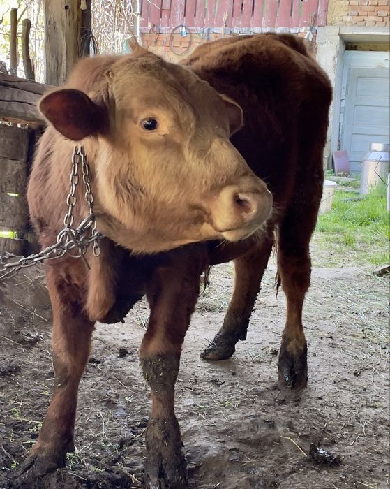 Taur rasa Angus cu Băltată Românească