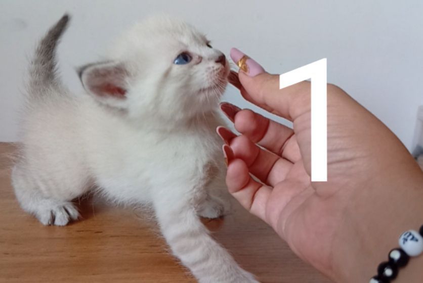 Продаются котята
