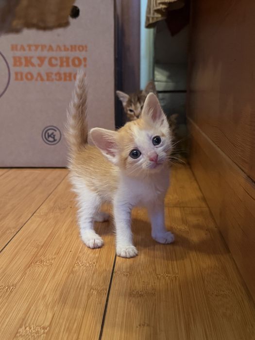 Котята в хорошие руки