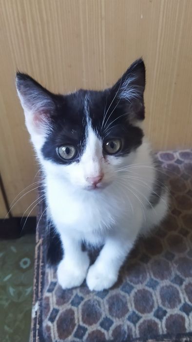 Котята 2 месяца. Мальчики.