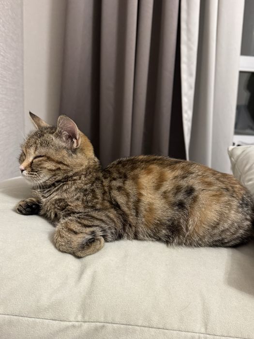 Кошка в добрые руки