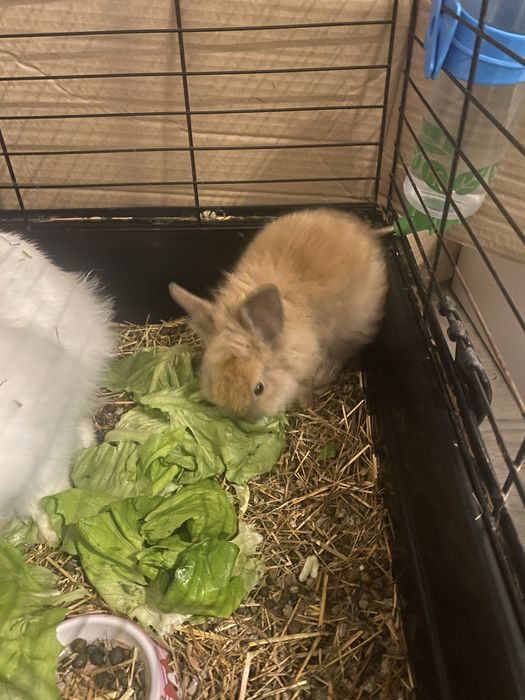 Iepuri Cap de Leu Pitic