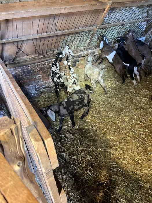 Iezi și ieduțe anglo nubiene