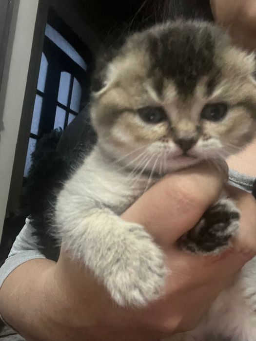 Мушуклар сотилади