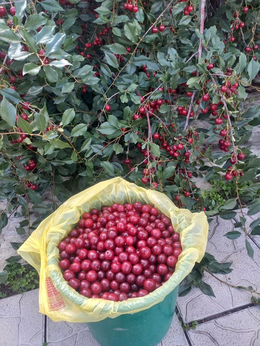 Продам Вишню садовую