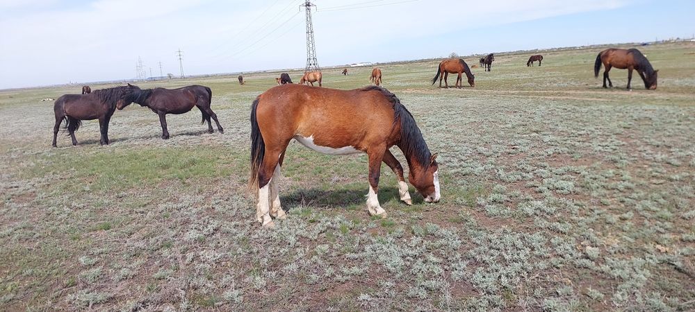 Байтал 2 жасар күйі жақсы