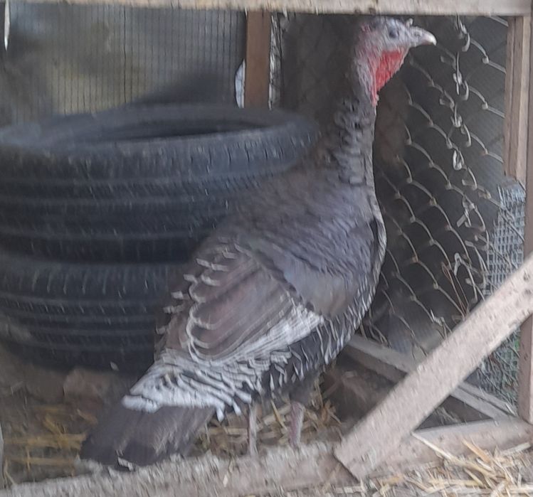 Индюк сотилади 1 дона