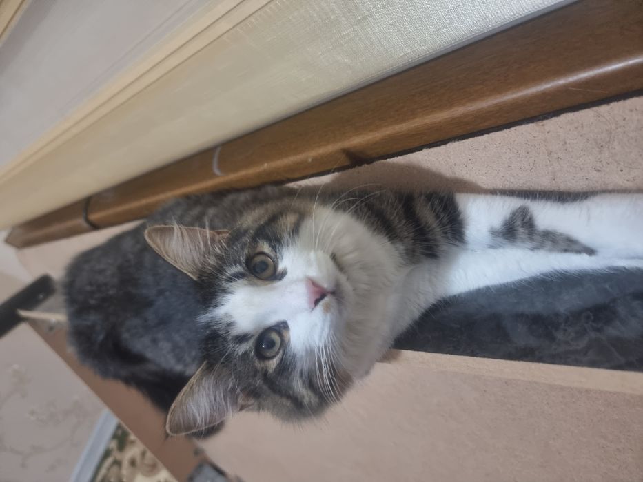 Mushuk tekinga beriladi