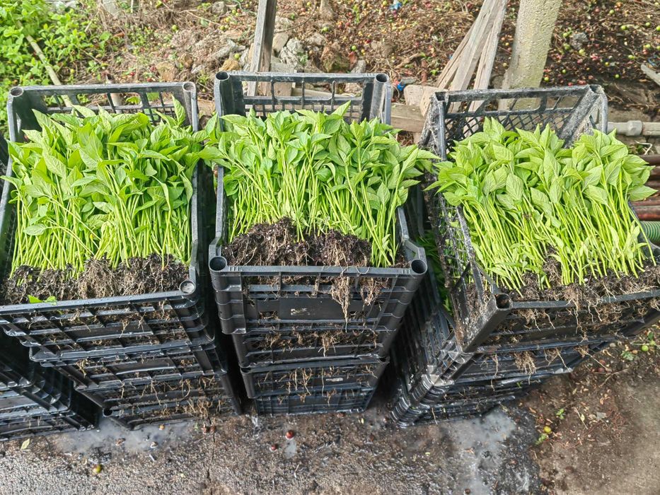 Разсад Пипер Слоново ухо и Царска капия