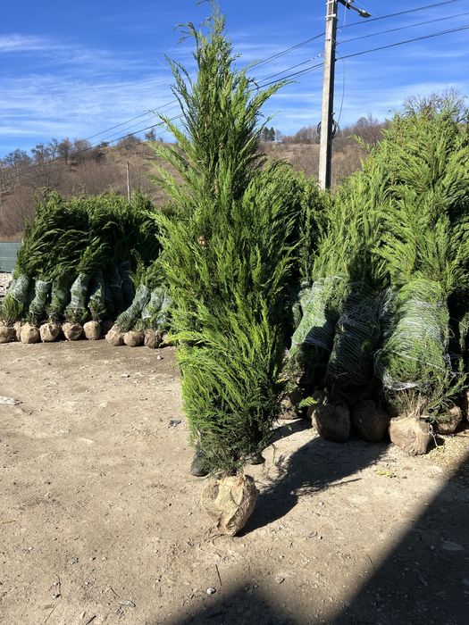Leylandi cupressus si multe alte speci pentru curtile dumnevoastra