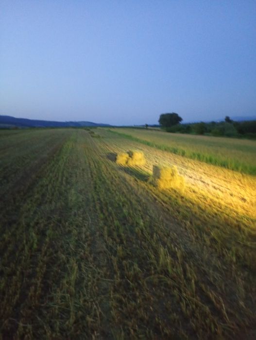 Baloți lucernă dreptunghi