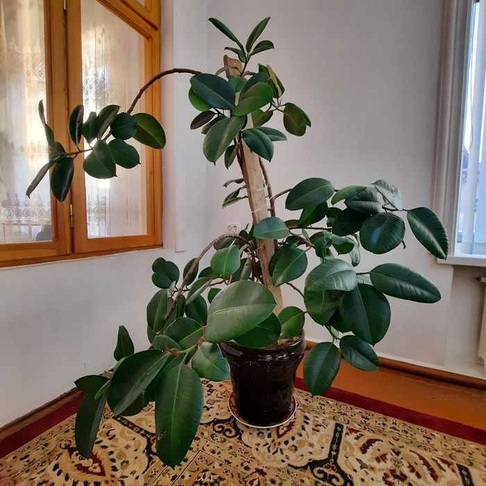 Qora shahzoda agleonema gullari sotiladi