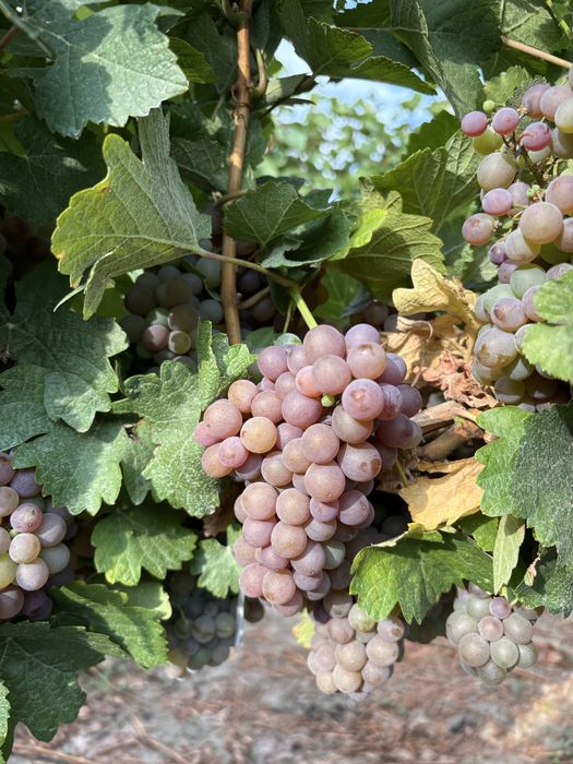 Struguri nobili de vin alb si rosii