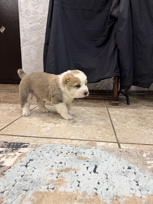 Продам щенят алабая