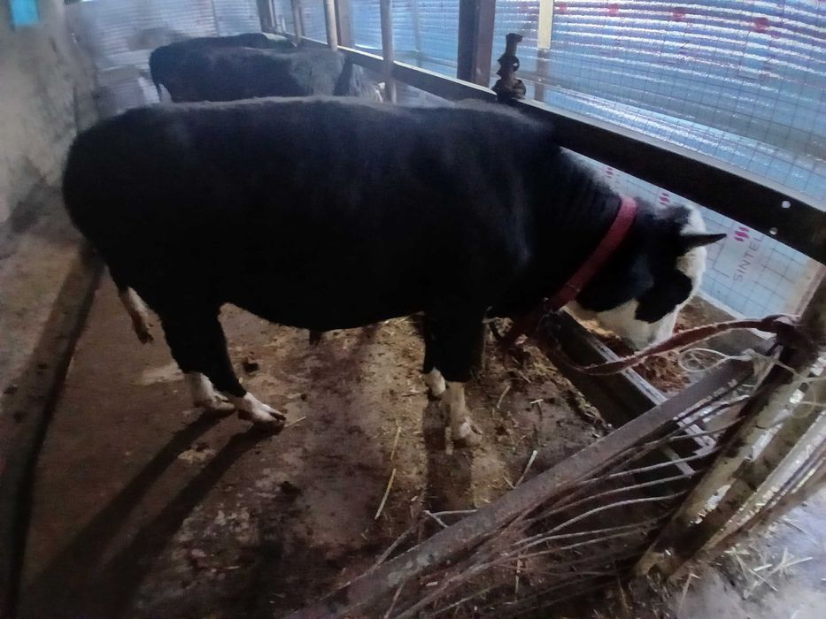 Хуккиз сотилади еб ичиши зур