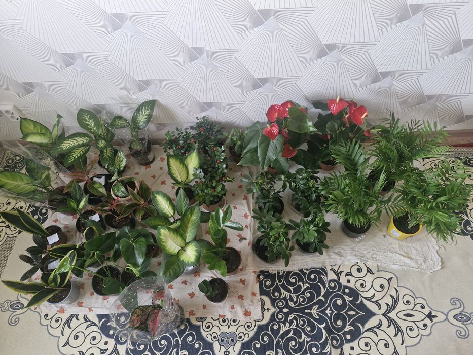 Домашние цваты дешевле