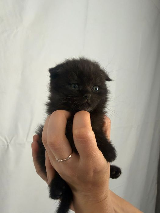 Продам шотландского котенка