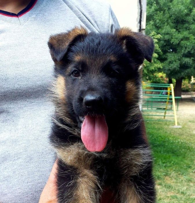 Немска овчарка с родословие