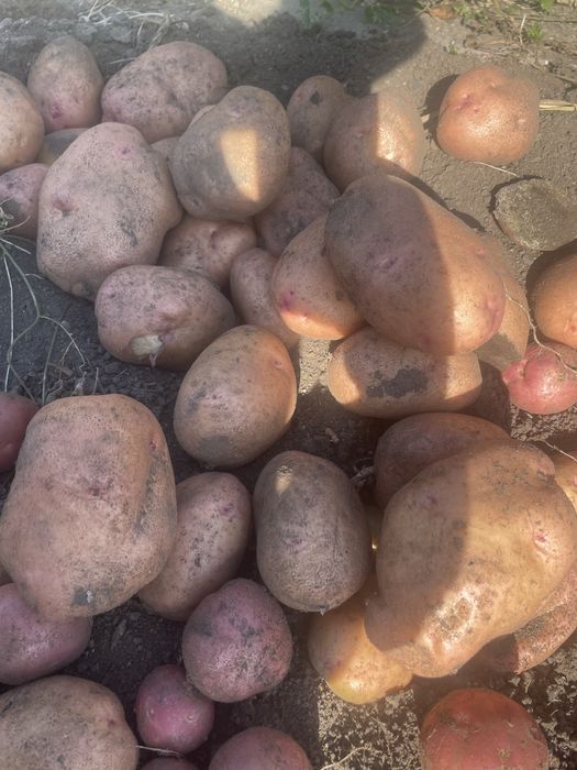 Продам картофель домашний
