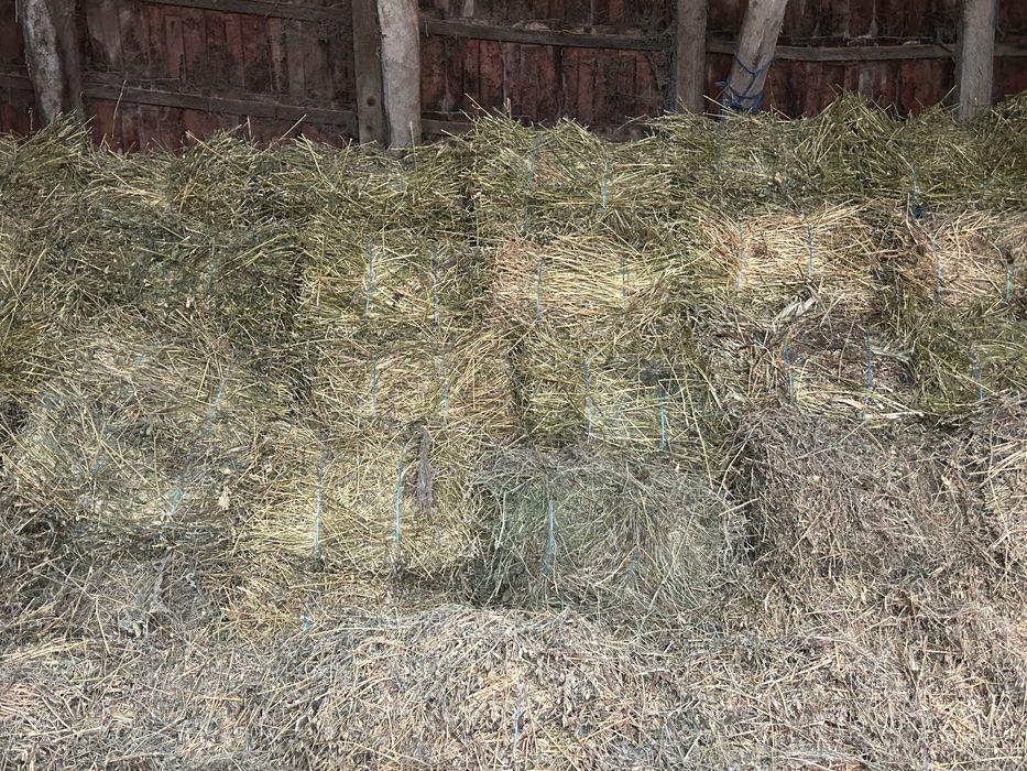 Baloti dreptunghiulari lucerna