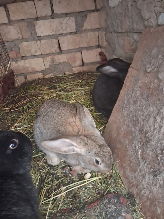 Куен болалари катта буладиган