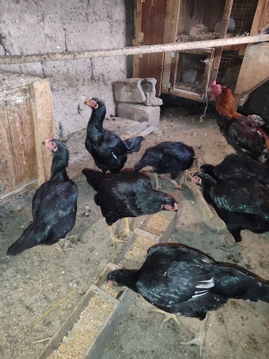 Продам бойцовых кур