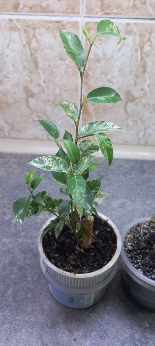 Продам фикус  Сафари