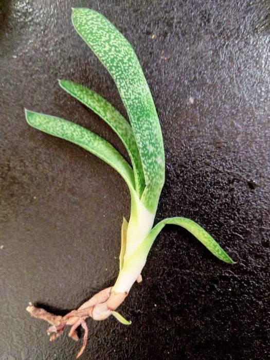 Gasteria carinata var. verrucosa - вкоренени издънки