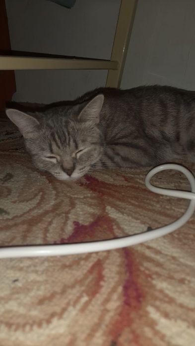 Кошка ищет дом девочка пародистая