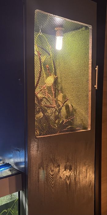 Vand terariu complet + pereche cameleoni