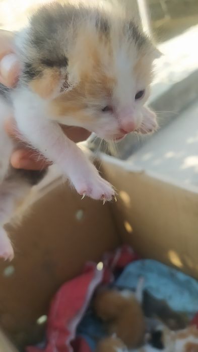 Mushuk bolalari va mushuk sotiladi