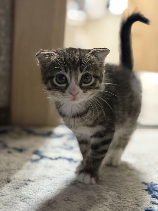Котенок скотиш фолд