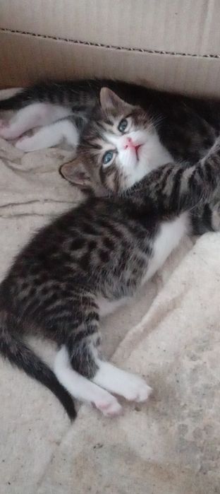 котята отдам добрые руки