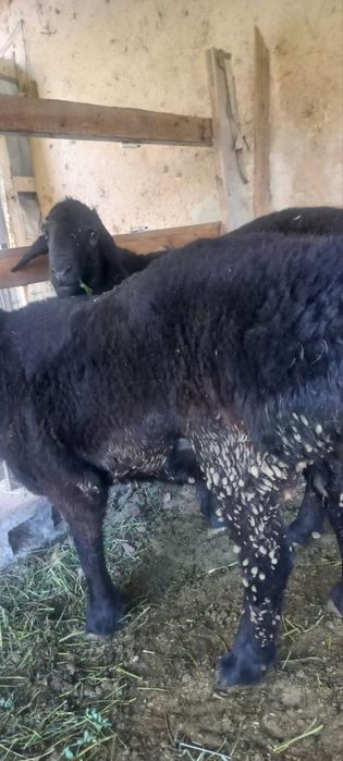 Qõylar sotiladi narxi telda gaplashamiz