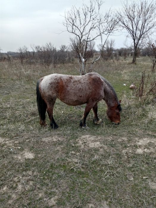 Советская тяжеловоз,