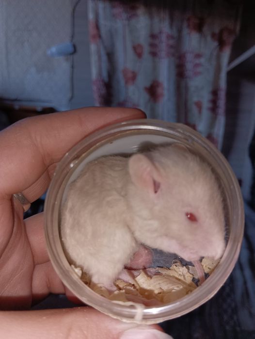 Продам  декоративных  крыс  Дамбо