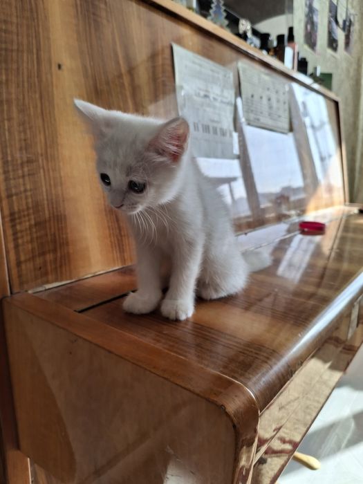 Продаю котёнка 2 мес