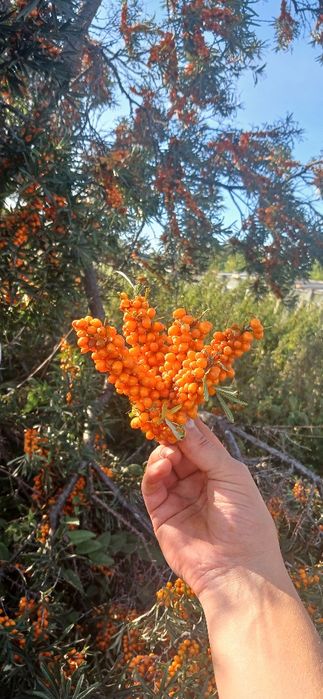 Продаю без торга. Дача на ромашке 8 км от маикудука. СОРТИРОВКА.