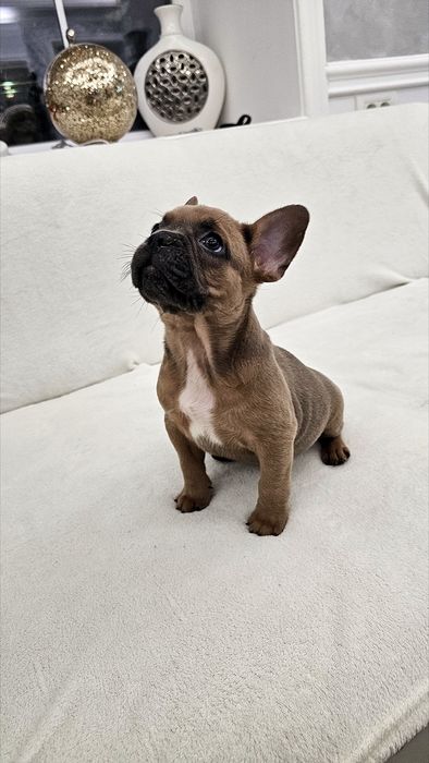 Fetita Bulldog Francez