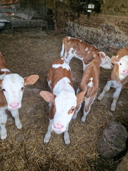 Vând taurasi si vitele