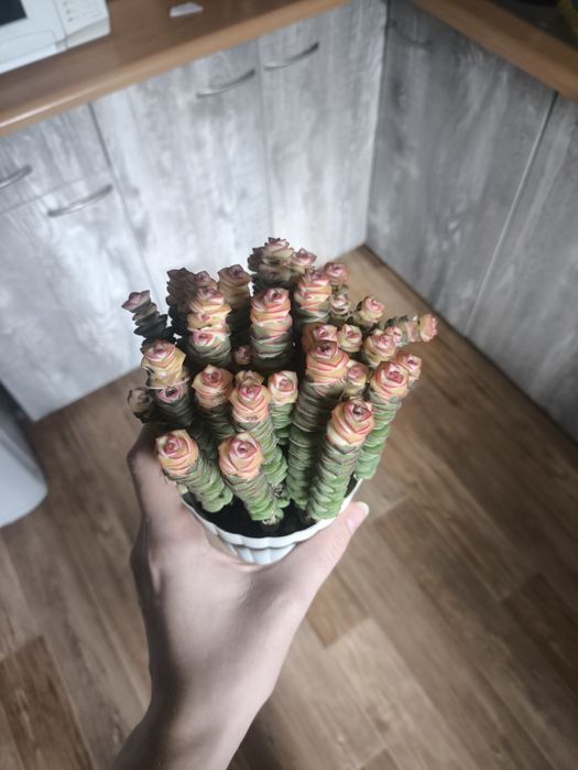 Продаётся суккулент карссула перфората