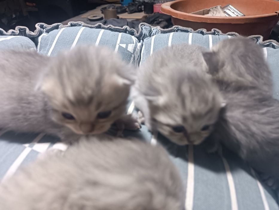 Jessica Rabbit jinsiy aloqa video