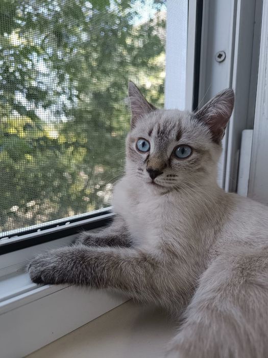 Котёнок породистый